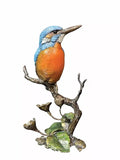 Richard Cooper Studio Kingfisher On Meadow Marsh - Keith Sherwin