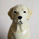Quail Ceramics: Money Box: Golden Labrador
